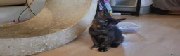 Mixed Breed cats for sale: Five Gorgeous Kittens Available! - Advert 15