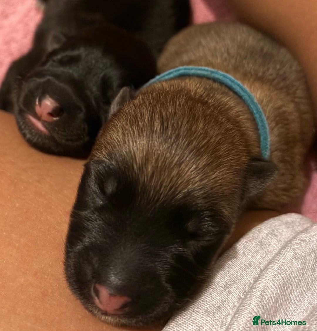 Mixed Breed dogs for sale: Belgian malinois x German Shepherd puppies  - Advert 6