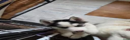 Siberian Husky dogs for sale: EBONY / ARYA SIBERIAN HUSKYS READY TO LEAVE  - Advert 6