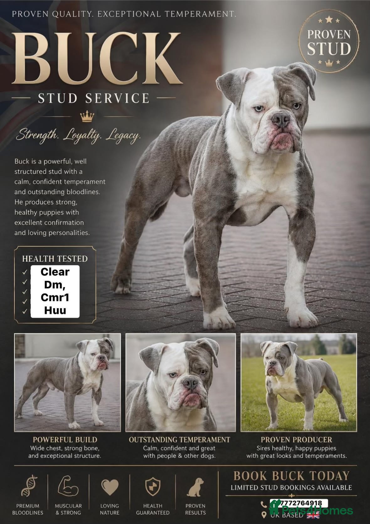 Olde English Bulldogge dogs 5⭐️LICENSED REGISTERED. 23 YEARS EXPERIENCE  - Advert 1