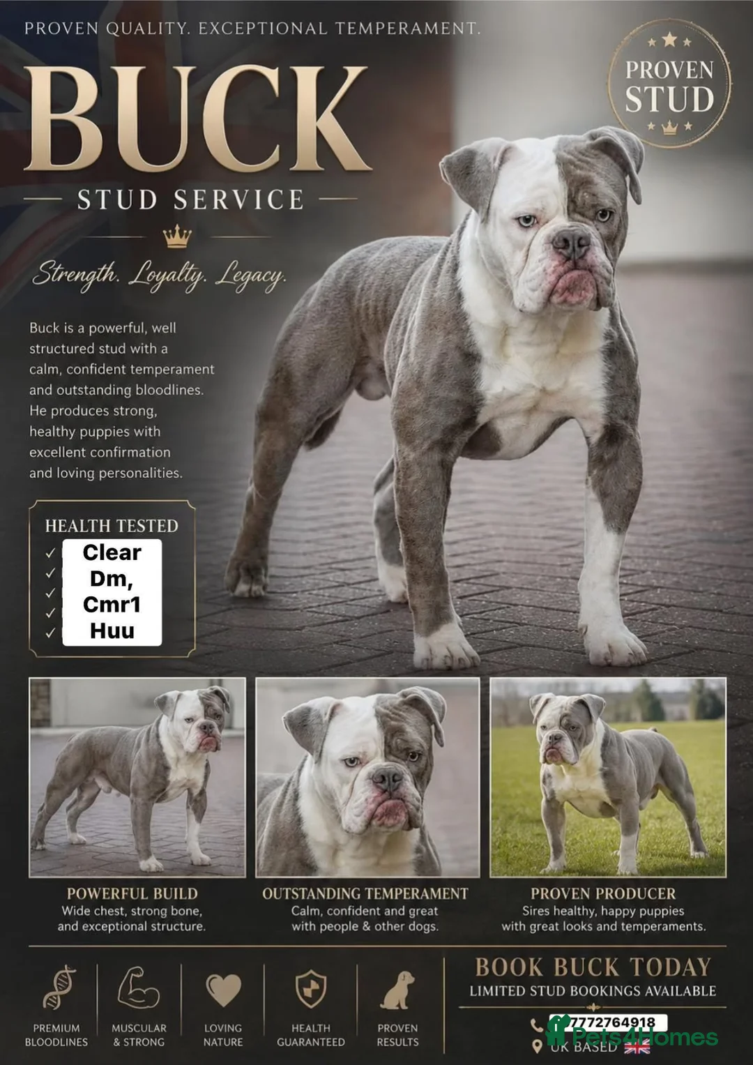 Olde English Bulldogge dogs for stud: 5⭐️LICENSED REGISTERED. 23 YEARS EXPERIENCE  - Advert 1