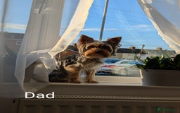 Yorkshire Terrier dogs for sale: Stunning yorkshire terriers for sale - Image 24