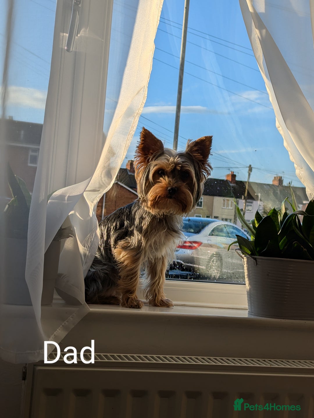 Yorkshire Terrier dogs for sale: Stunning yorkshire terriers for sale - Image 24