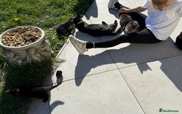 Mixed Breed cats for sale: Much loved and spoiled kittens  - Image 10