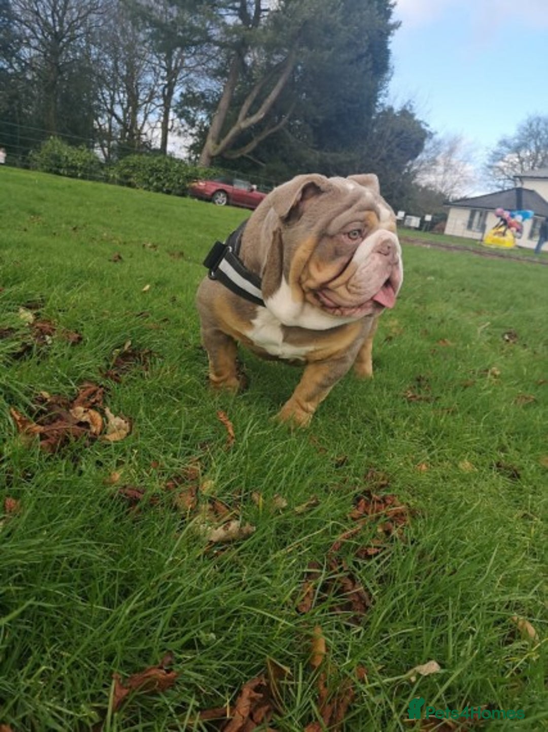 English Bulldog dogs for stud: Freddie Lilac tri stud in Manchester - Advert 2