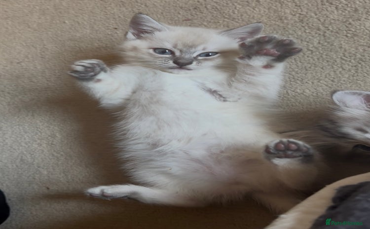 Siamese cats - Advert 4