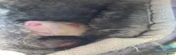 Rat rodents for sale: Tofu and ratatouille  in Newport - Advert 3