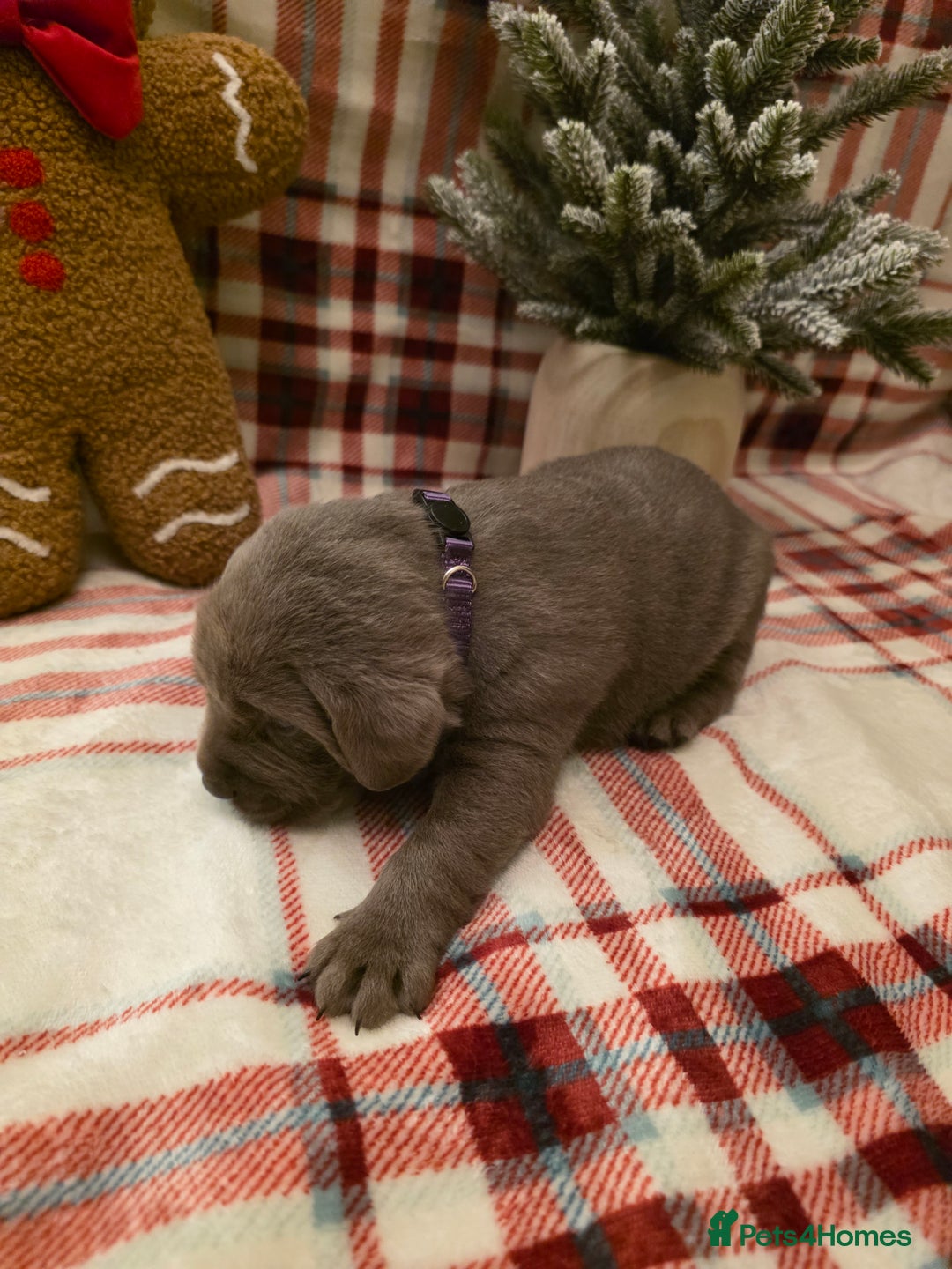 Labrador Retriever dogs for sale: Silver Labrador Puppies For Sale - Advert 19