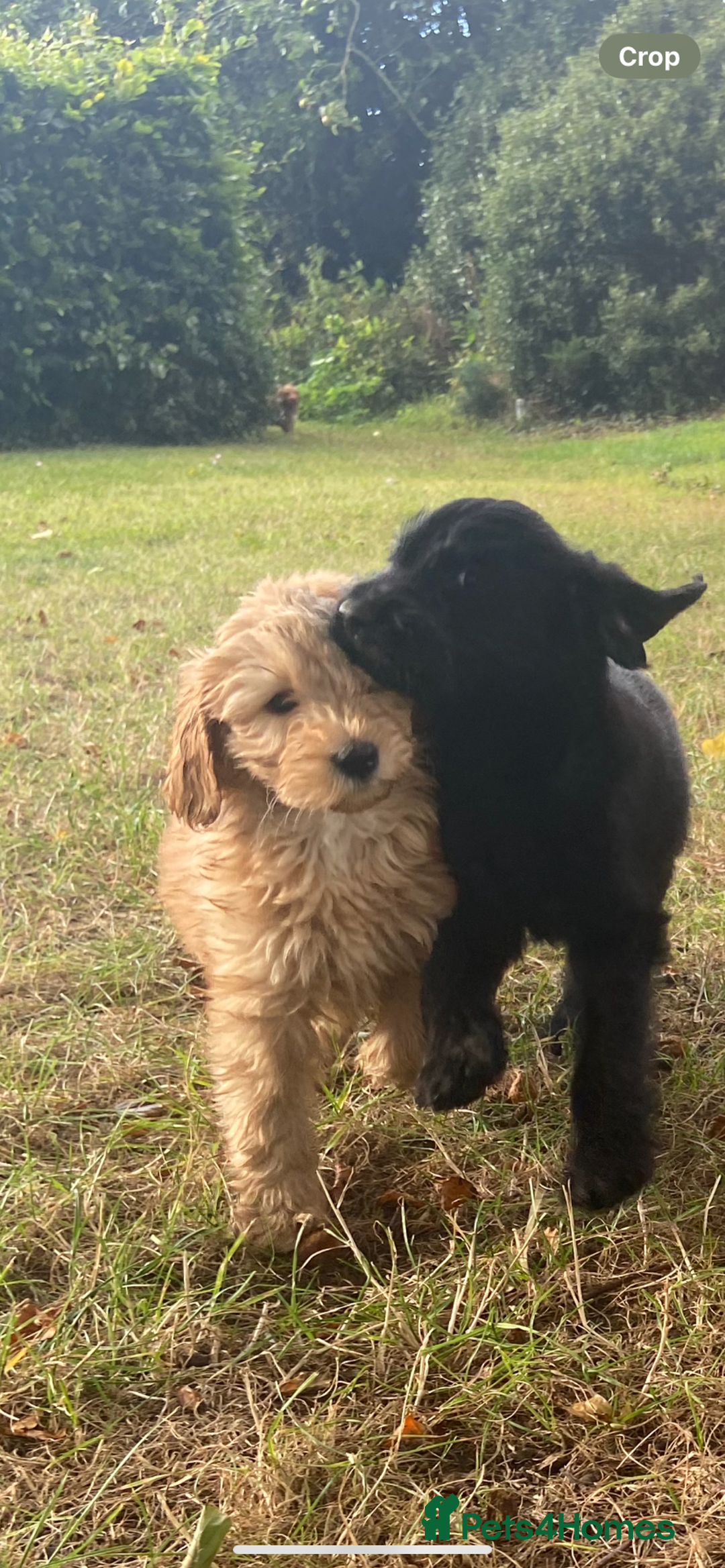 Aussiedoodle dogs for sale: Last Boy AussieDoodle Fully Vaccinated/Vet checked - Image 7