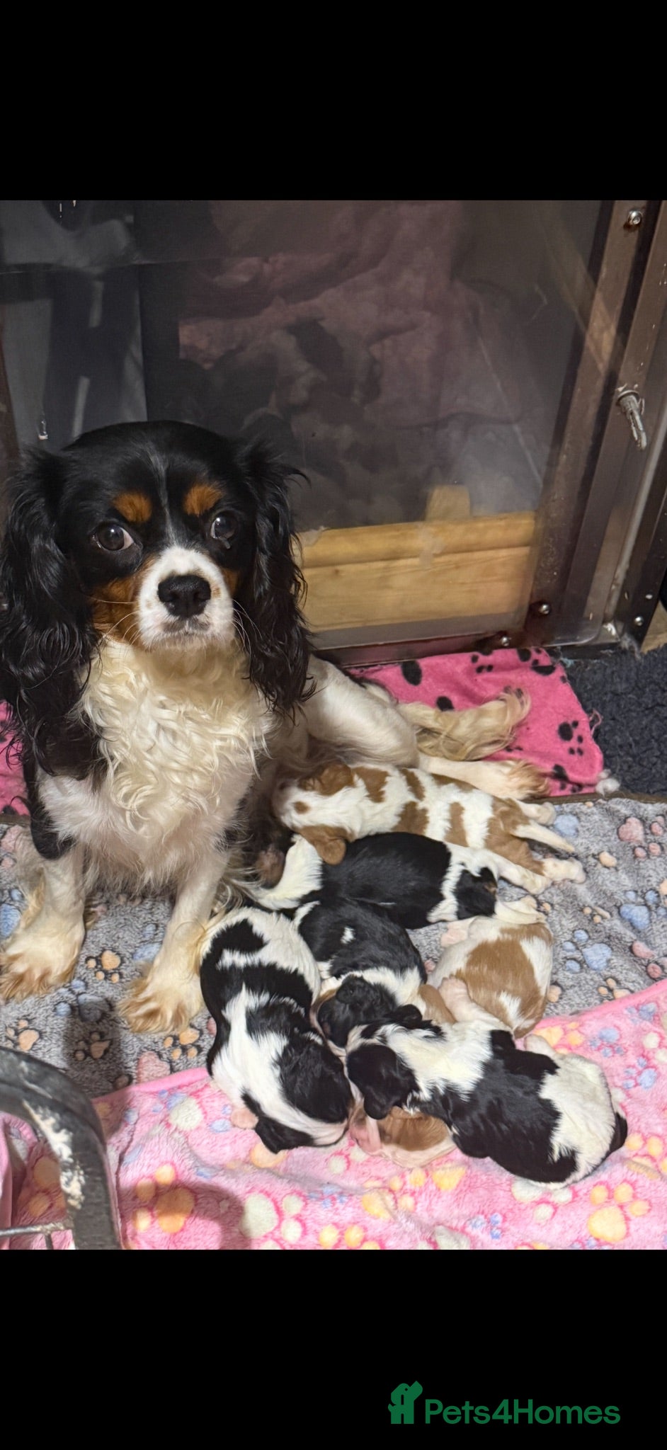 Cavalier King Charles Spaniel dogs 🐶Kc cavalier dna clear puppies 🐶 - Advert 1