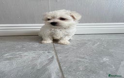 Maltipoo dogs for sale: 🐾 maltipoo puppy’s 🐾 - Image 12