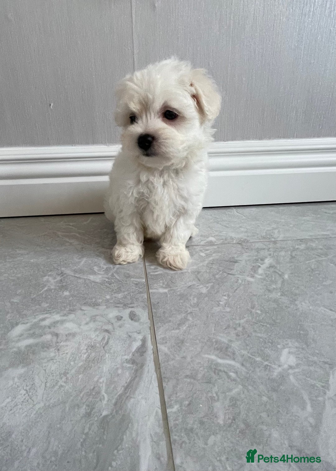 Maltipoo dogs for sale: 🐾 maltipoo puppy’s 🐾 - Image 12