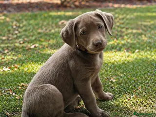 Labrador Retriever dogs READY NOW - KC, VET CHECK, 1st Vacine 5 🌟LICENCED - Advert 1