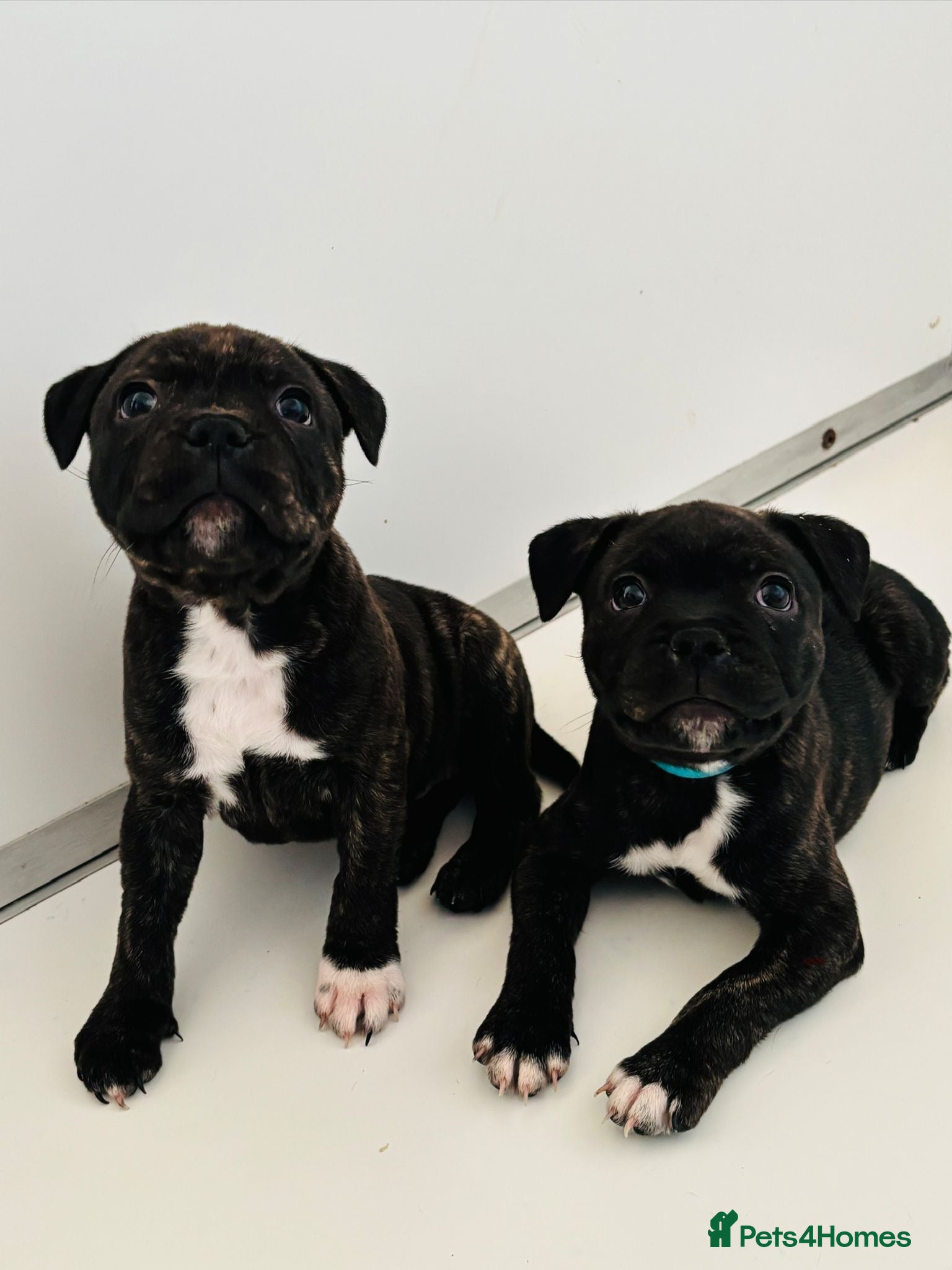 Staffordshire Bull Terrier dogs Beautiful Staffordshire Bull Terriers - Advert 7