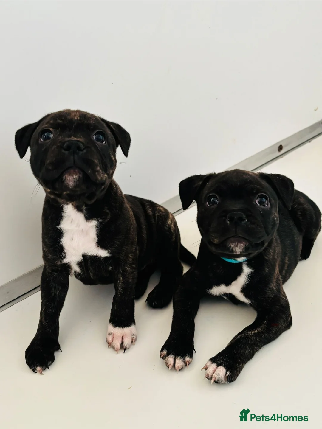 Staffordshire Bull Terrier dogs for sale: Beautiful Staffordshire Bull Terriers - Advert 1