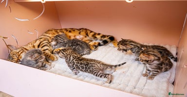 Bengal cats - Advert 2