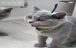 British Shorthair cats for sale: Blue British Shorthair 🐈‍⬛ - Image 3