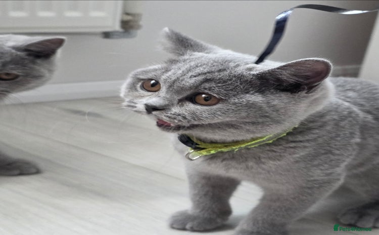 British Shorthair cats - Advert 4