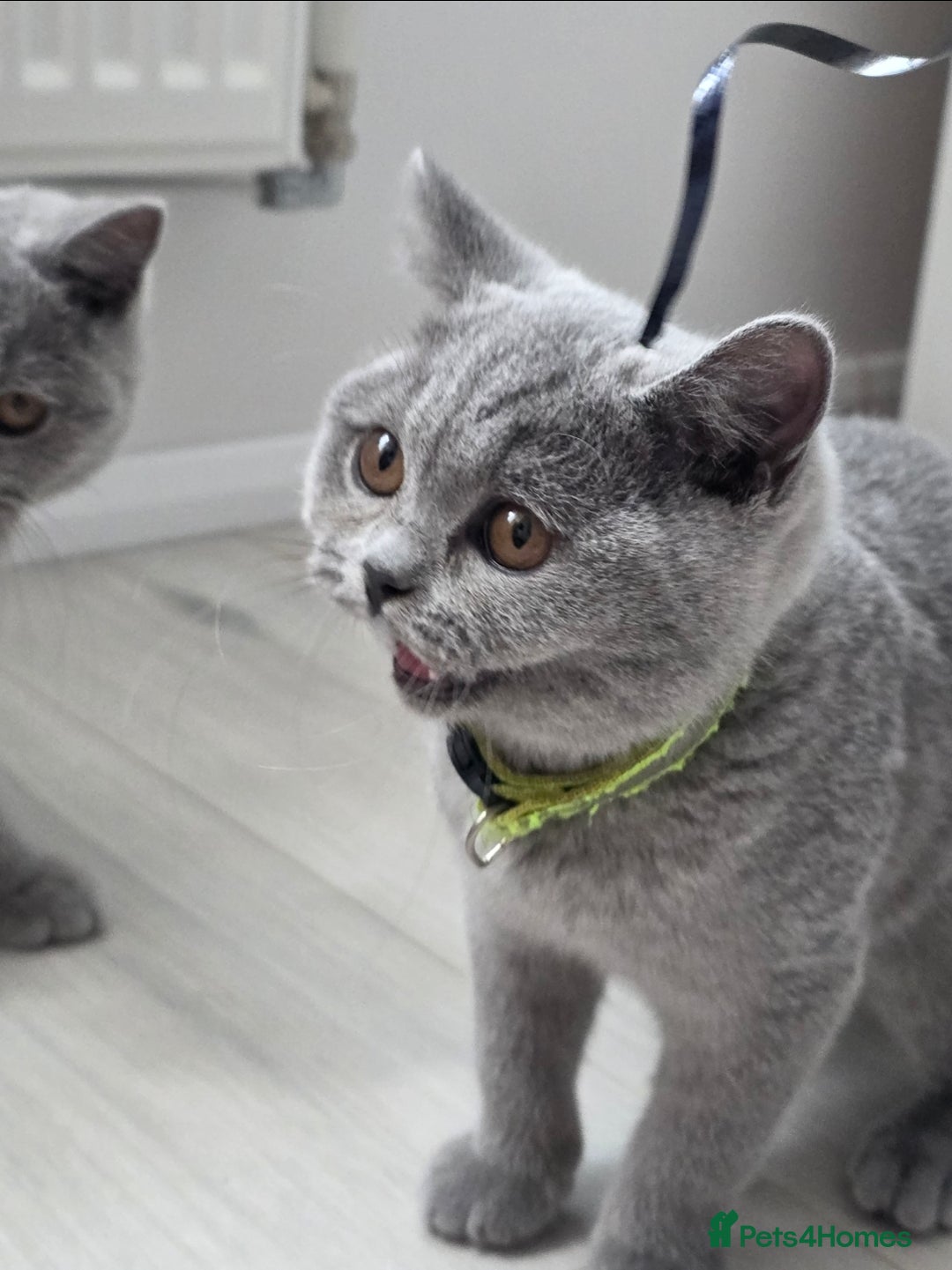 British Shorthair cats for sale: Blue British Shorthair 🐈‍⬛ - Image 3