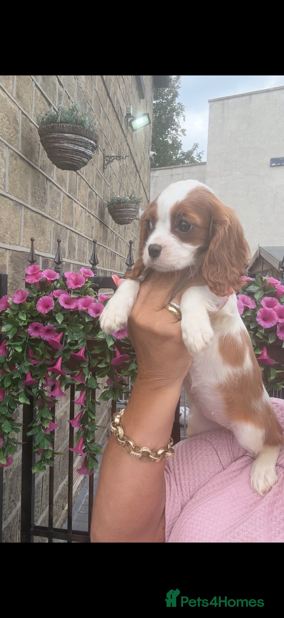 Cavalier King Charles Spaniel dogs Royal kennel club cavalier puppies dna clear  - Advert 1