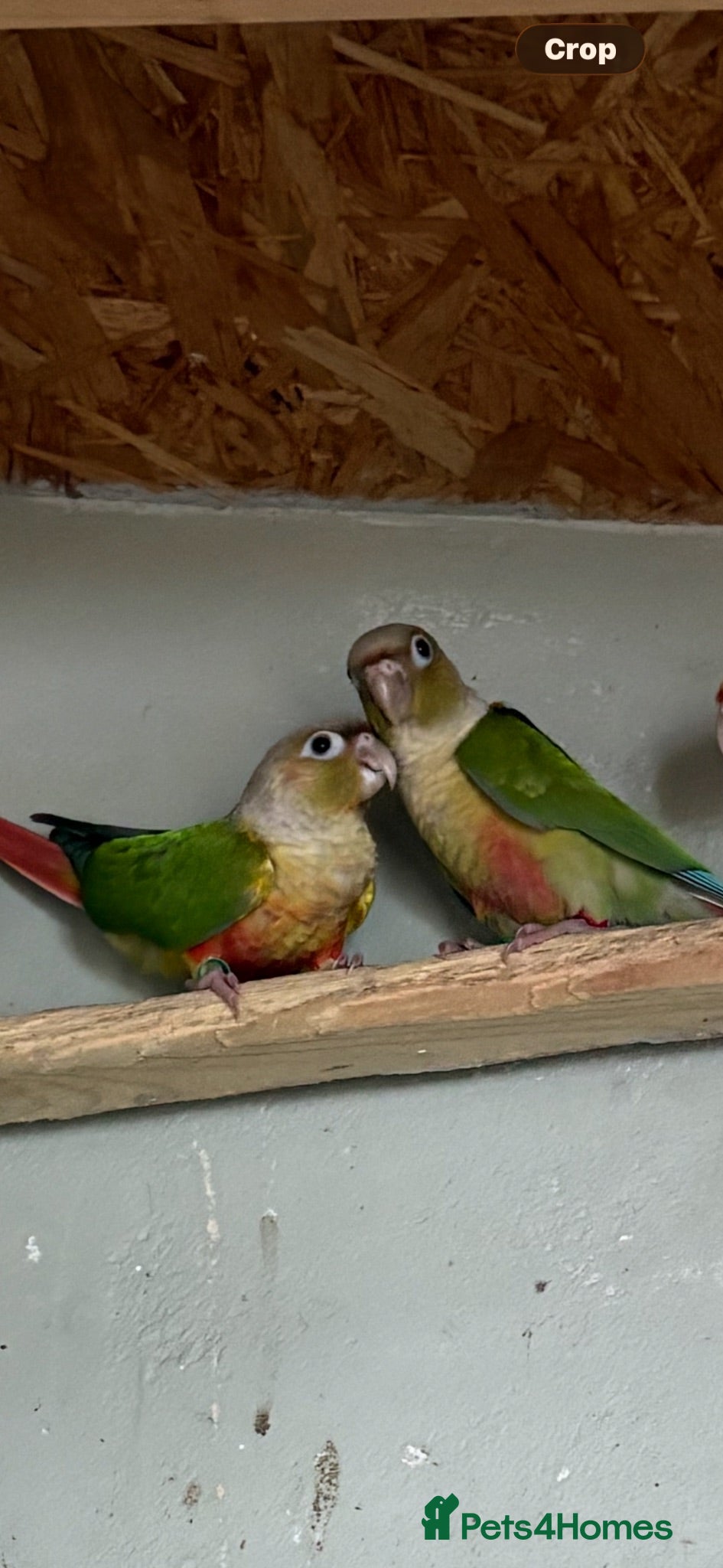 Conures birds Baby conures, parent reared, dna tested - Advert 1