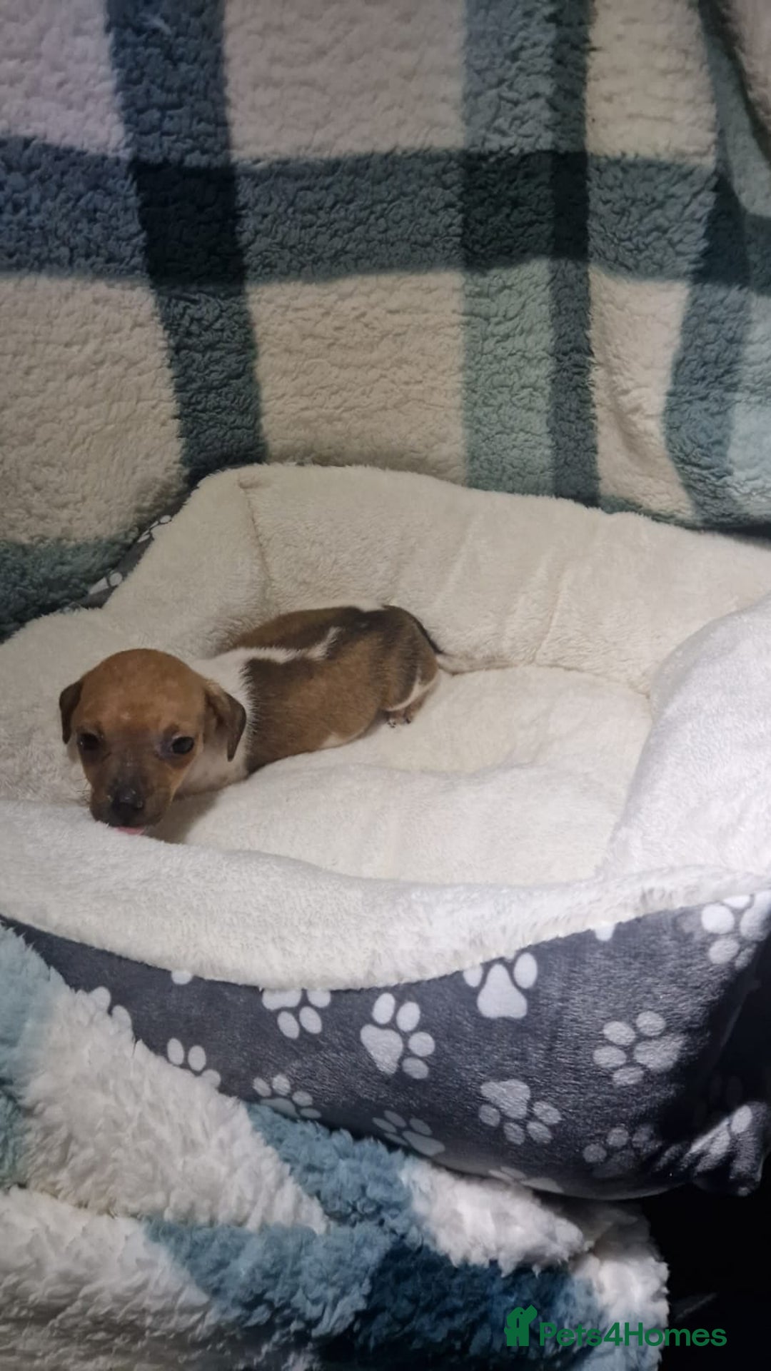 Dachshund dogs for sale: Dachshund puppies - Advert 5