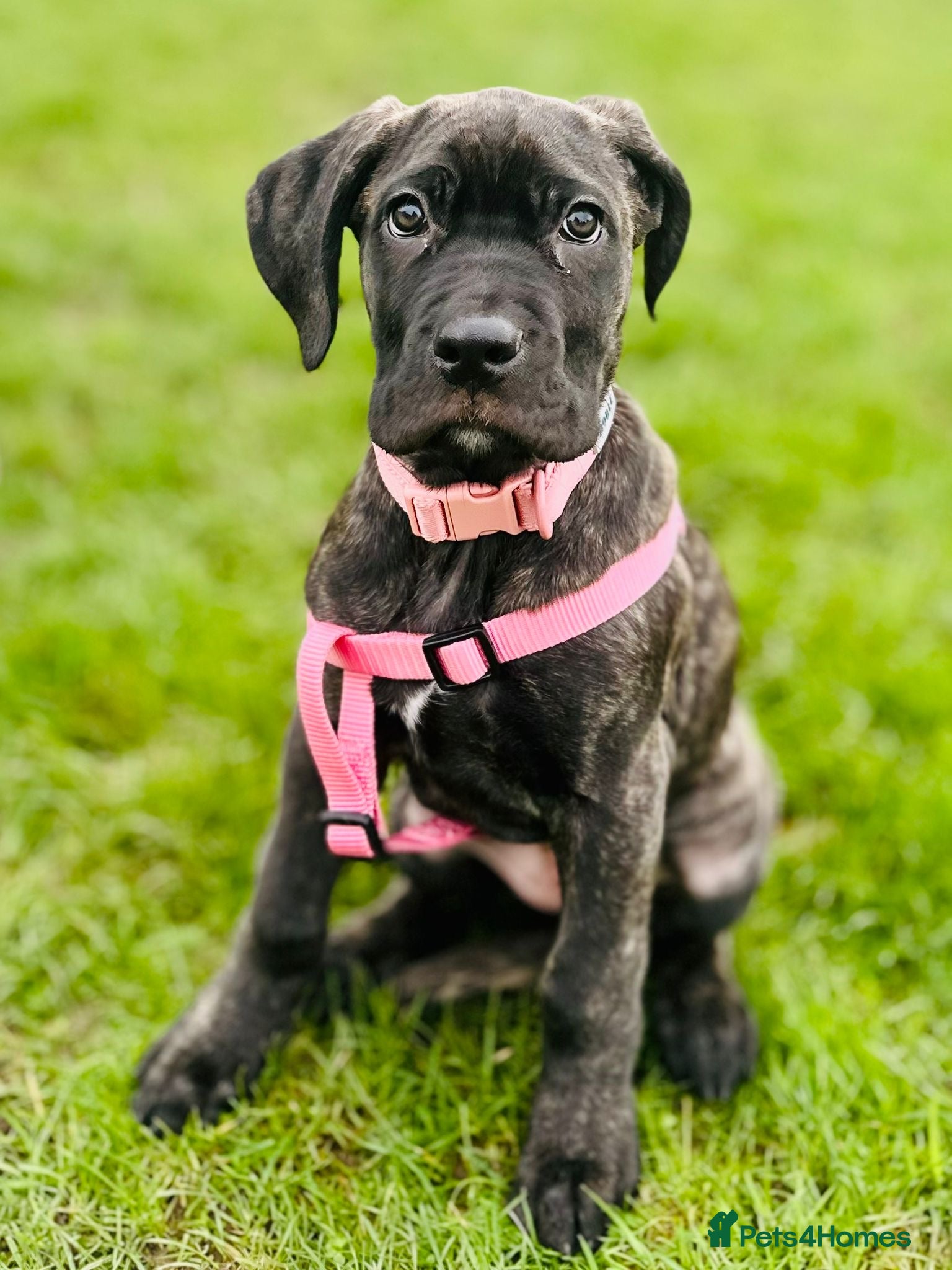 Cane Corso dogs Beautiful cane corso pup needs a new home  - Advert 1