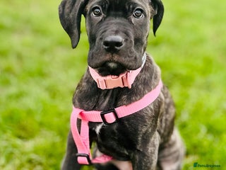 Cane Corso dogs Beautiful cane corso pup needs a new home - Advert 5