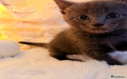 Mixed Breed cats for sale: 7 Floofy kittens looking for forever homes..  - Image 10