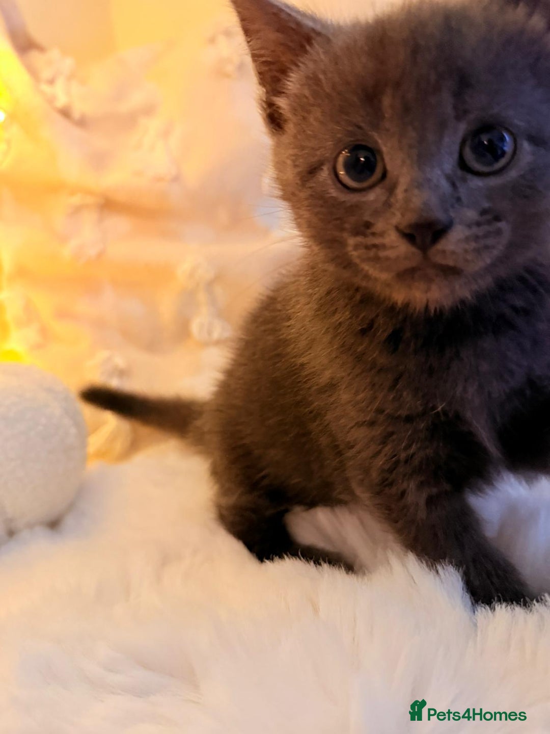 Mixed Breed cats for sale: 7 Floofy kittens looking for forever homes..  - Image 10