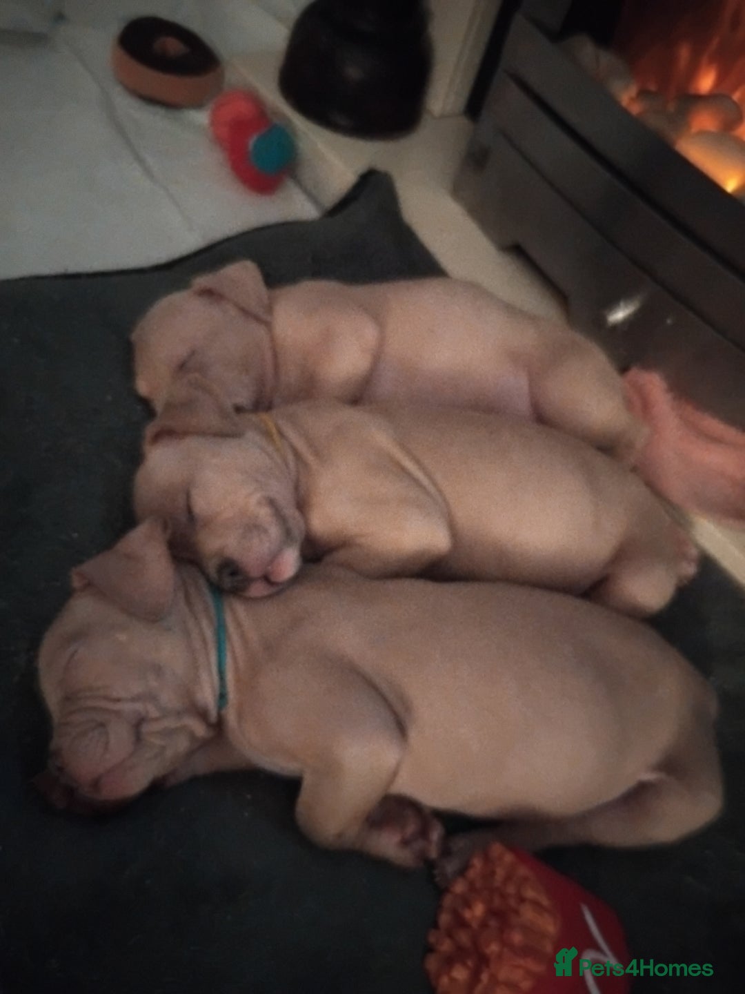 Mixed Breed dogs for sale: Staffordshire bull terrier X puppies - Advert 3