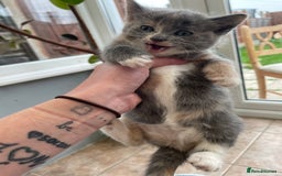 Mixed Breed cats for sale: Black kitty  looking for new home  - Image 3