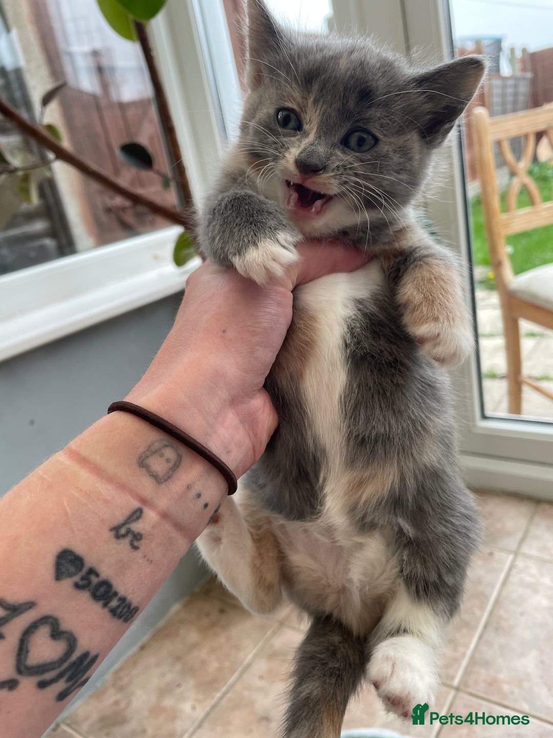 Mixed Breed cats for sale: Black kitty  looking for new home  - Image 3