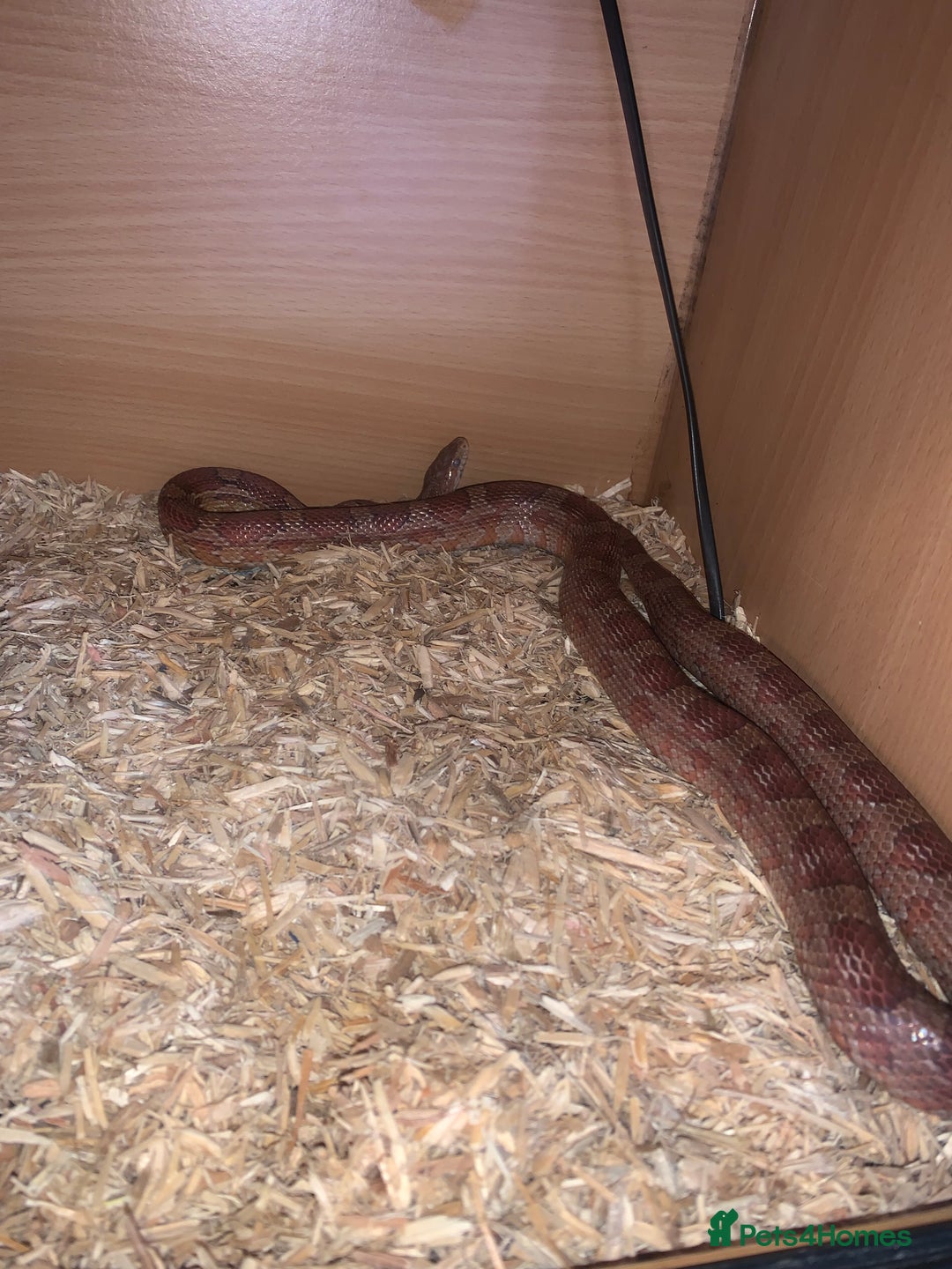 Corn Snake reptiles for sale: Cornsnake  - Image 2