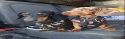 Miniature Dachshund dogs for sale: 2 male miniature dachshunds  in Brandon - Advert 8