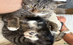 Mixed Breed cats for sale: Snowy and pip🩵💕 - Image 2