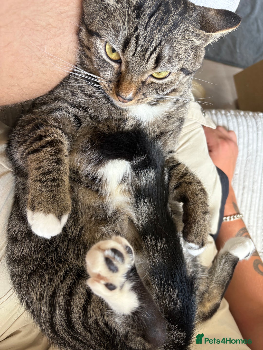 Mixed Breed cats for sale: Snowy and pip🩵💕 - Image 2