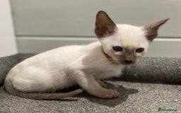 Siamese cats for sale: GCCF Registered Traditional Siamese Kittens.  - Image 25