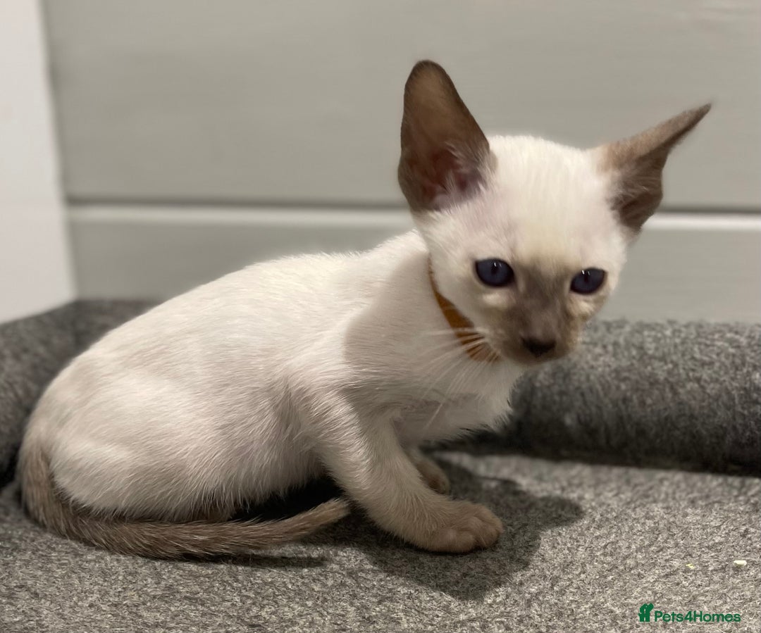 Siamese cats for sale: GCCF Registered Traditional Siamese Kittens.  - Image 25