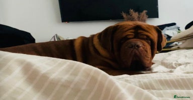 Dogue De Bordeaux dogs - Advert 15