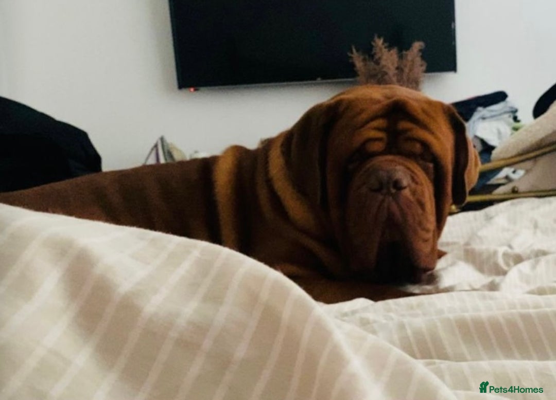 Dogue De Bordeaux dogs for sale: High quality Dogue de Bordeaux - Image 3