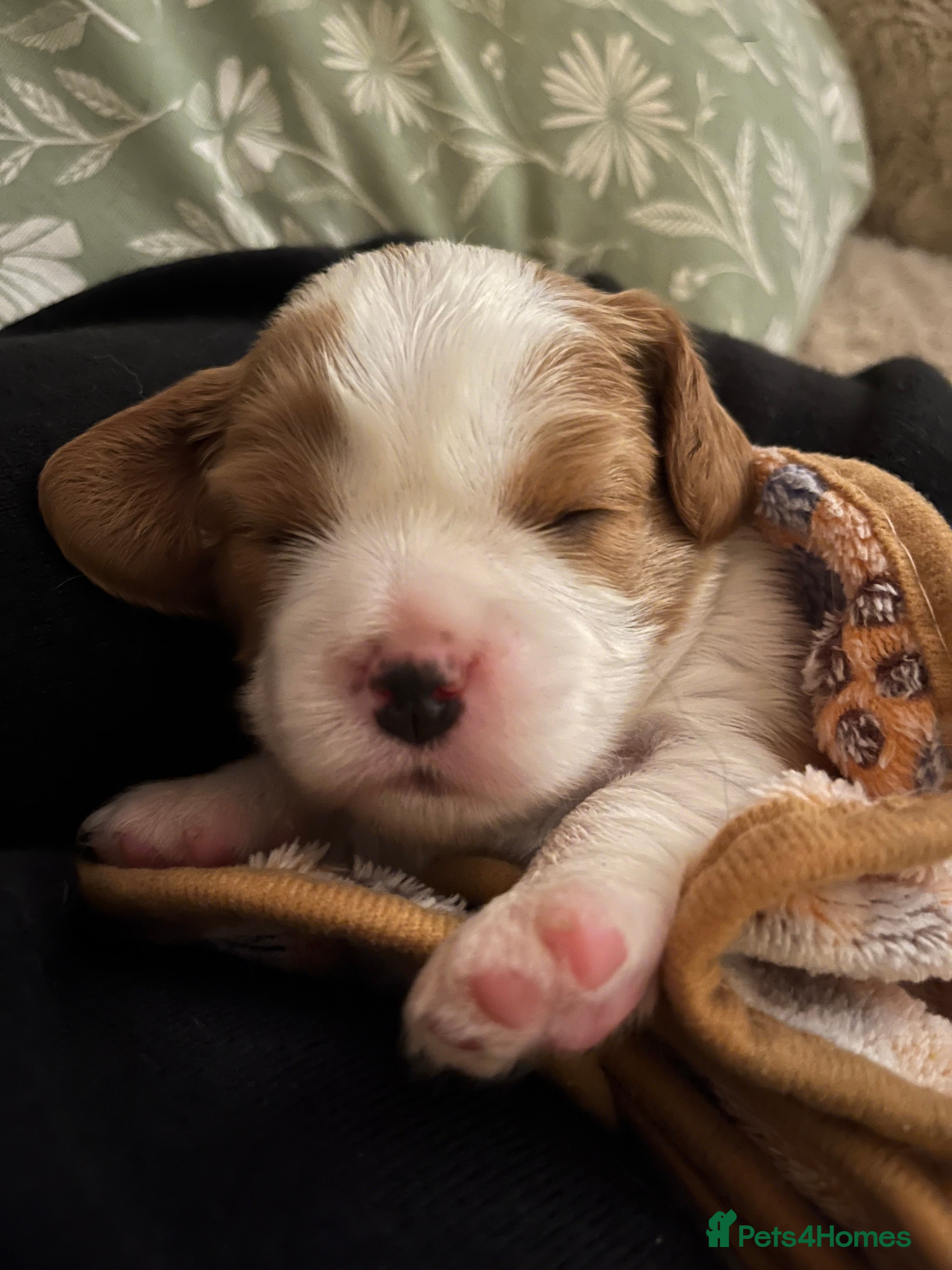 Cavalier King Charles Spaniel dogs CKCS Puppies - KC Registered and Health Tested - Advert 2