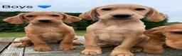 Labrador Retriever dogs for sale: Fox red & Yellow Labrador Puppies  - Advert 8