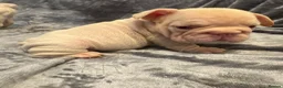 French Bulldog dogs for sale: 7 beautiful French bulldog puppies  - Advert 4