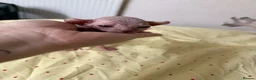 Sphynx cats for sale: 💎 Sphynx Kittens 2 Boys & 1 Girl Available 💎 - Advert 14