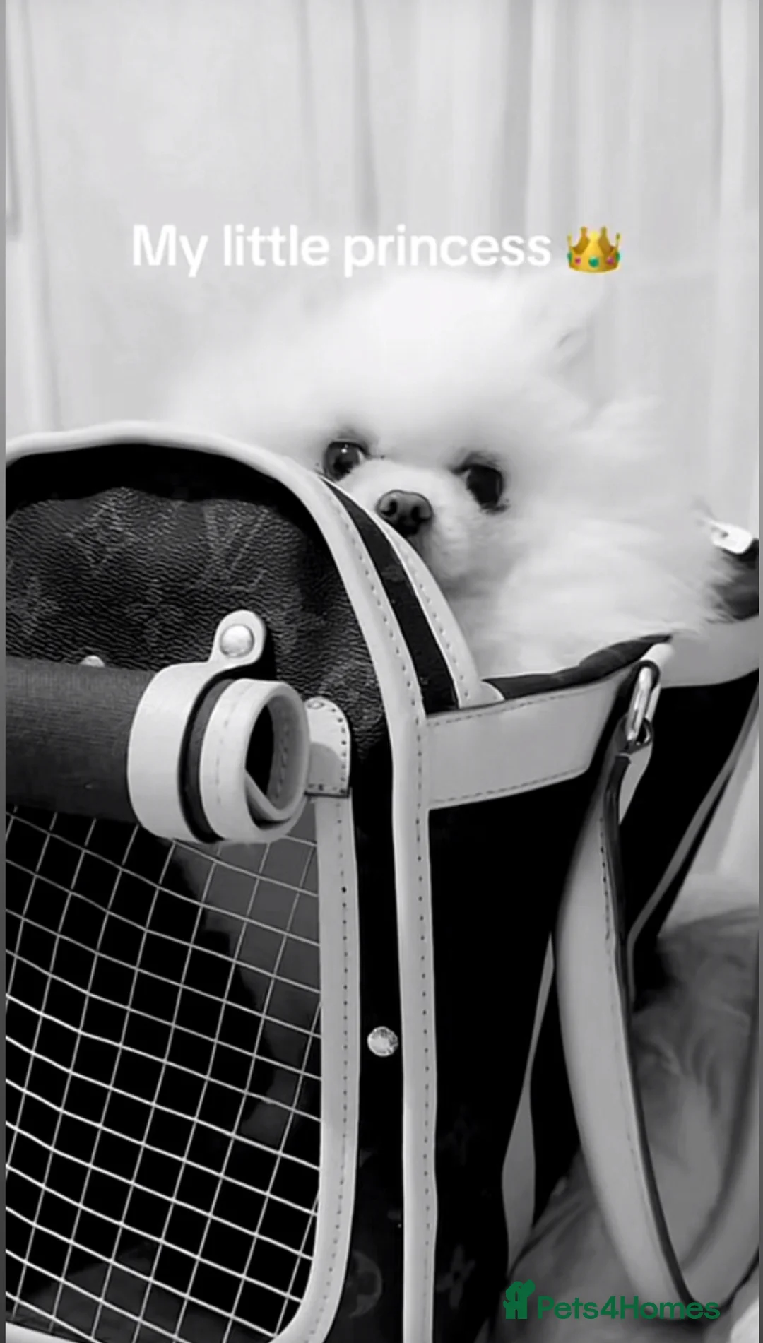 Pomeranian dogs for sale: Girl and boy Pomeranian in Liverpool - Advert 2