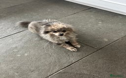 Pomeranian dogs for sale: 2 x pomeranians - Image 4