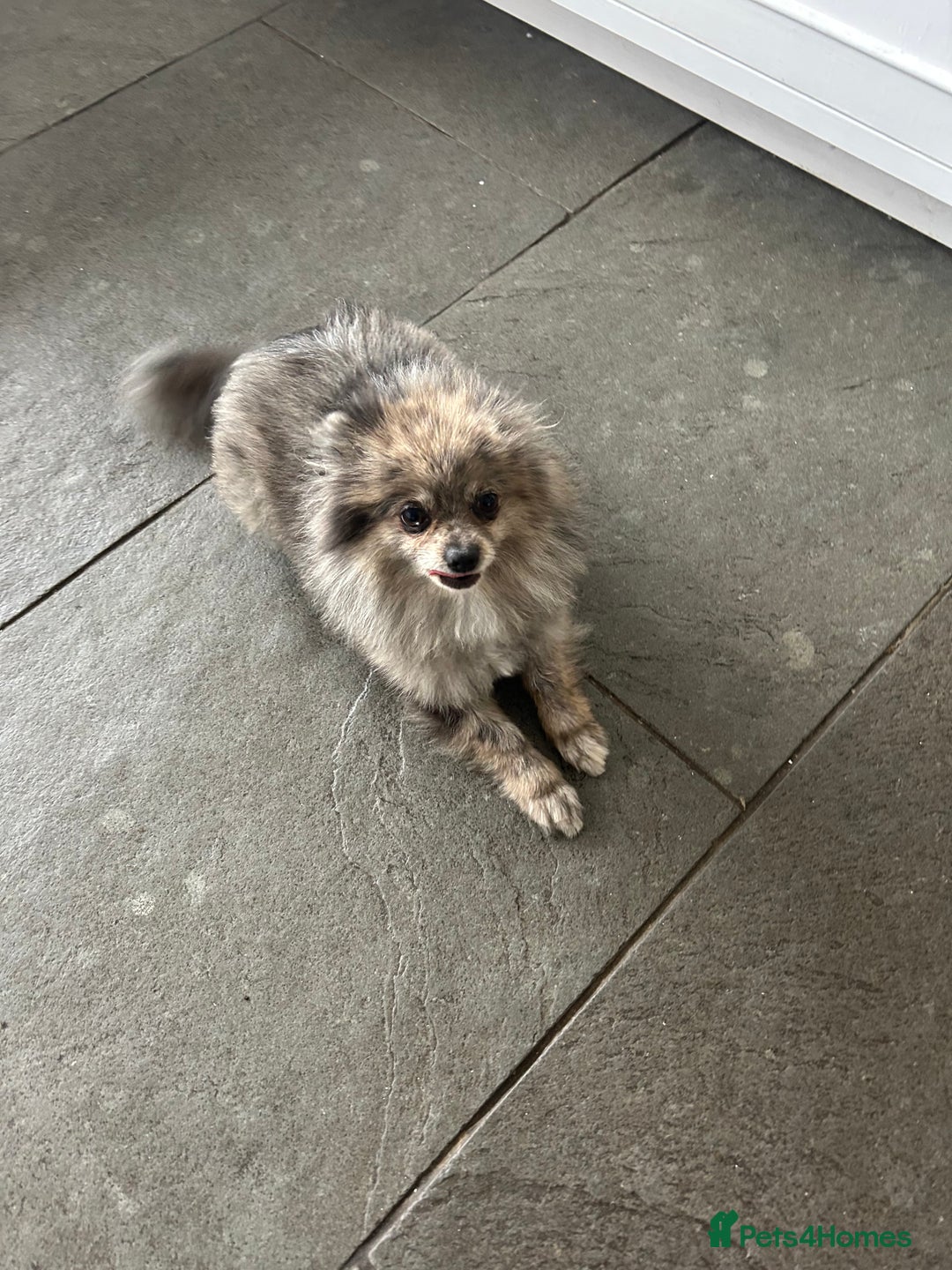 Pomeranian dogs for sale: 2 x pomeranians - Image 4