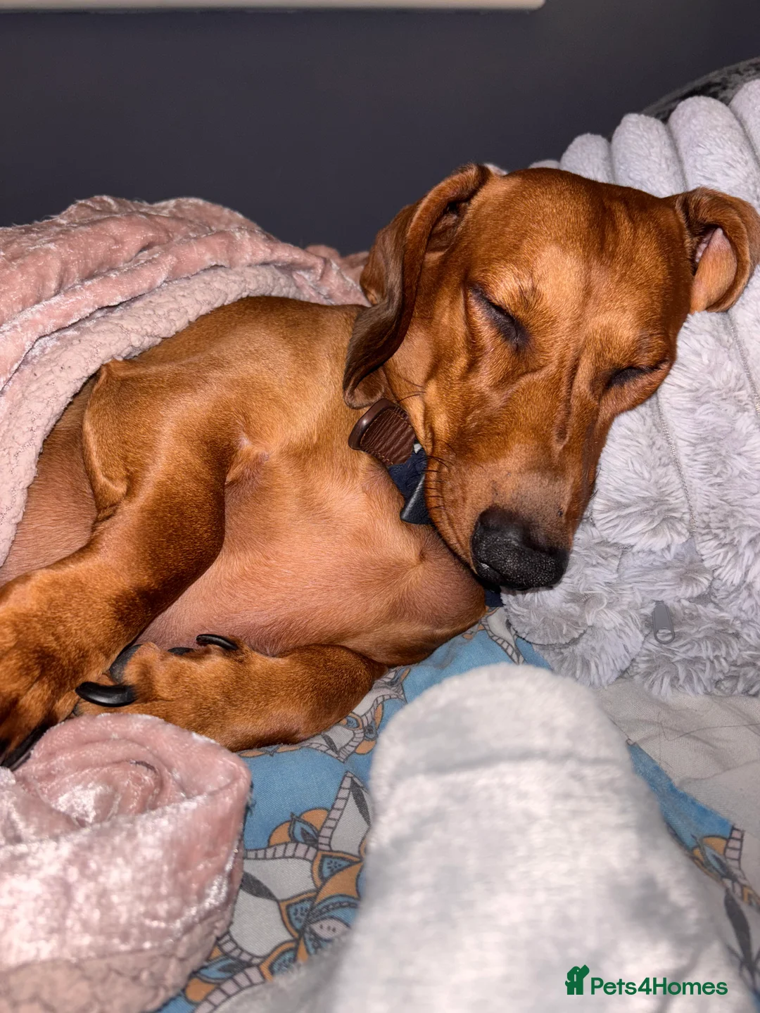 Dachshund dogs for sale: Red pedigree Dachshund  - Advert 1