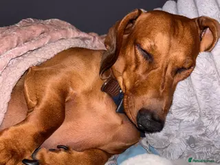 Dachshund dogs Red pedigree Dachshund - Advert 1